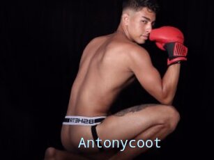 Antonycoot