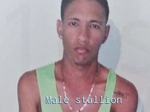 Male_stallion